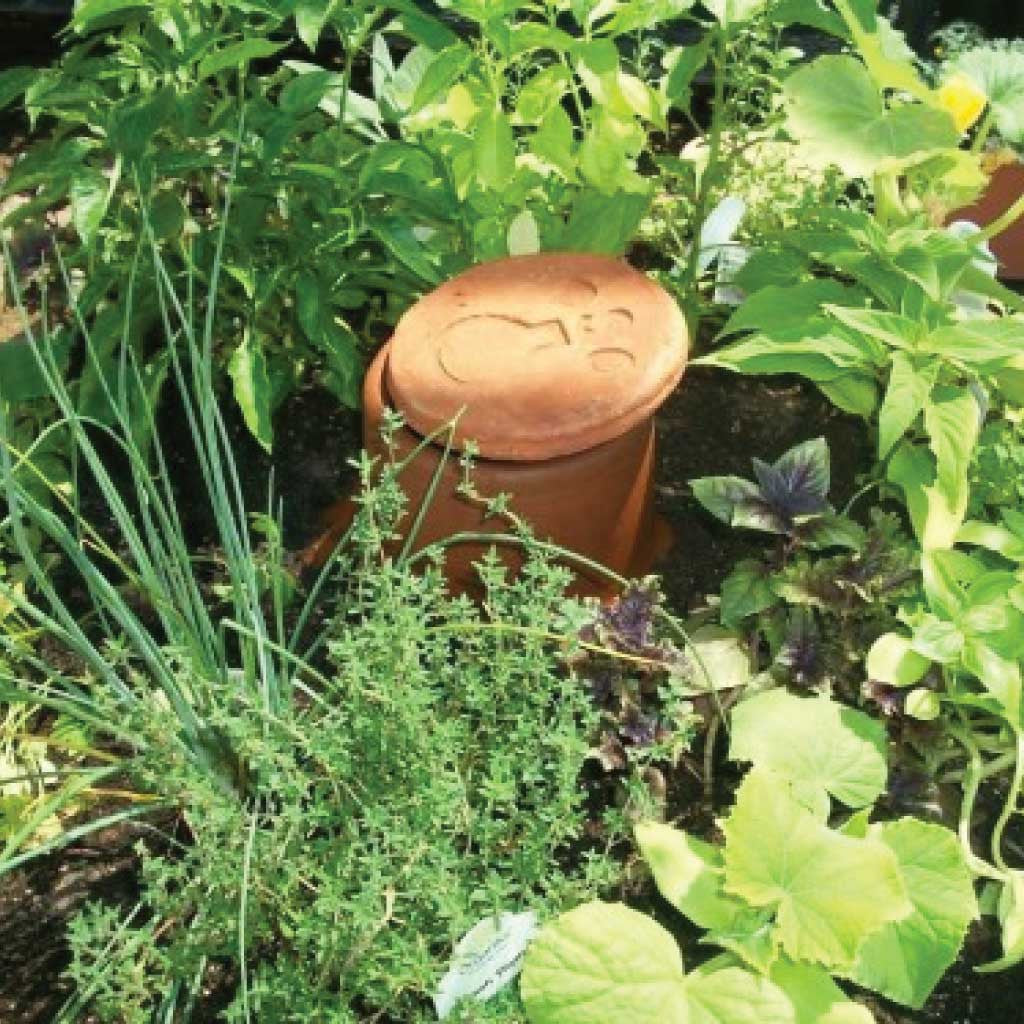 How to use an olla to water your garden